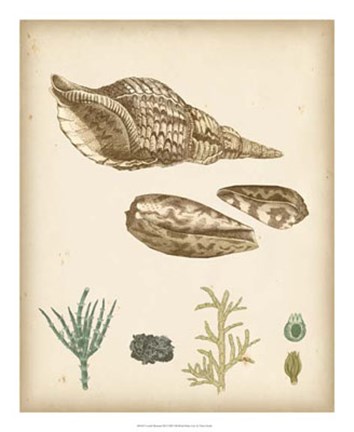 Framed Coastal Memories III Print