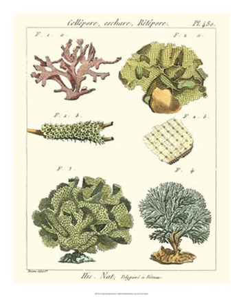 Framed Coral Classification II Print