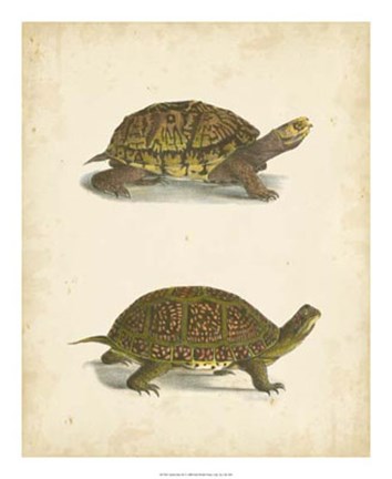 Framed Turtle Duo III Print