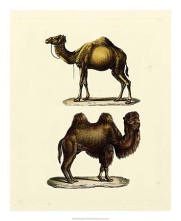 Framed Animal Studies III Print