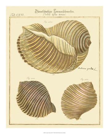 Framed Antique Martini Shells I Print