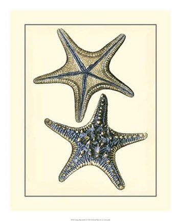 Framed Antique Blue Starfish II Print