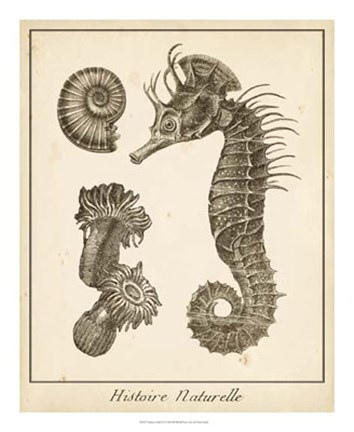 Framed Seahorse Study II Print