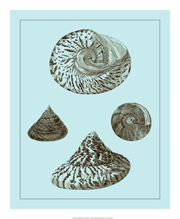 Framed Tinted Shells on Aqua IV Print