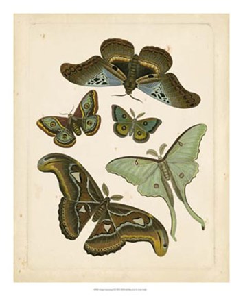 Framed Antique Entomology II Print