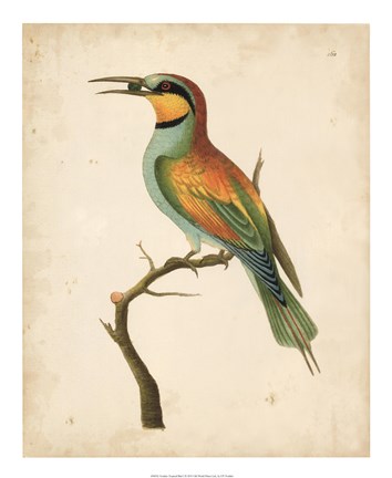 Framed Tropical Bird I Print