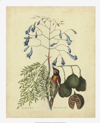 Framed Bird &amp; Botanical II Print