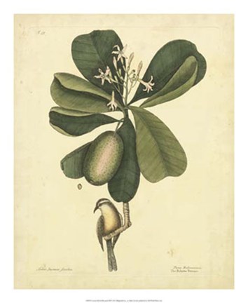 Framed Bird &amp; Botanical III Print