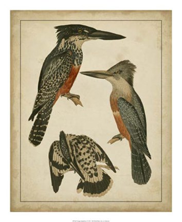 Framed Vintage Kingfishers I Print