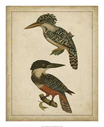 Framed Vintage Kingfishers II Print