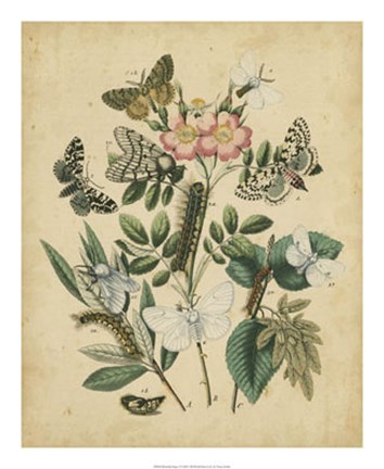 Framed Butterfly Stages I Print