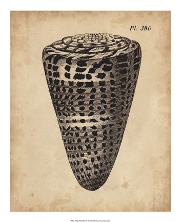 Framed Vintage Diderot Shell I Print