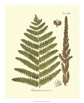 Framed Antique Fern VI Print