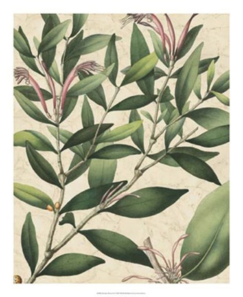 Framed Botanic Beauty II Print