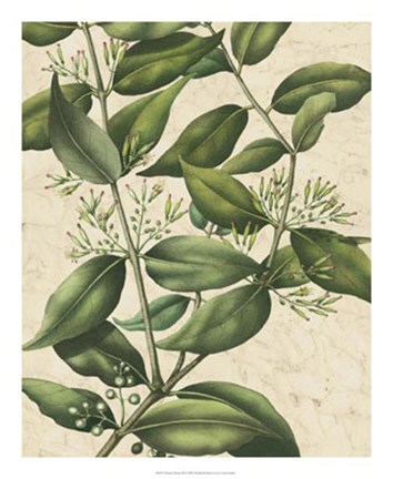 Framed Botanic Beauty III Print