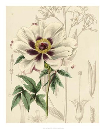 Framed Floral Pairings II Print