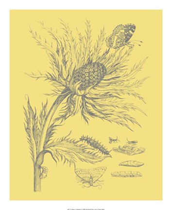 Framed Nature&#39;s Optimism I Print