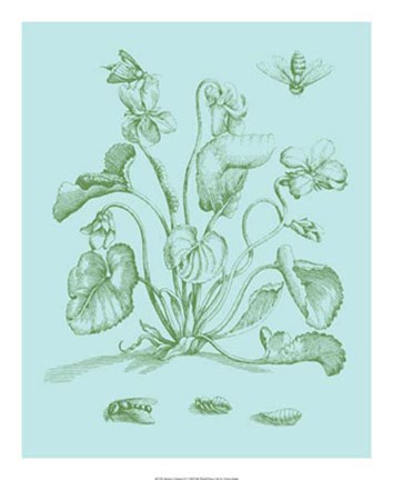 Framed Spring Cyclamen II Print