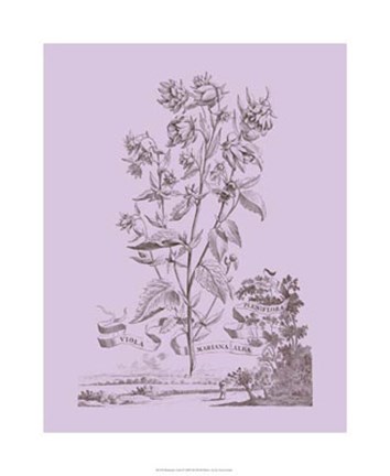 Framed Romantic Violet Print