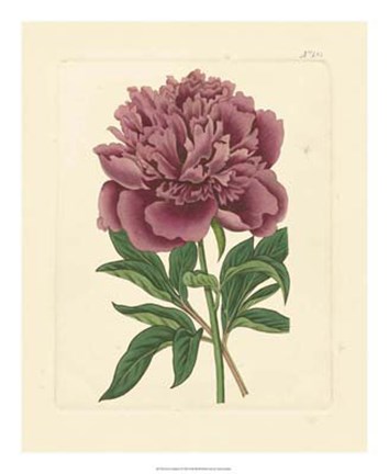 Framed Eva's Garden I Print