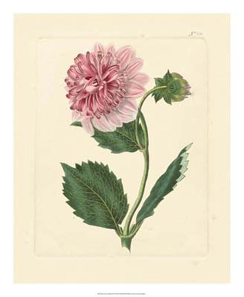 Framed Eva's Garden II Print