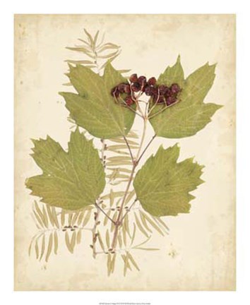 Framed Nature&#39;s Collage IV Print