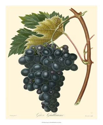 Framed Grapes II Print