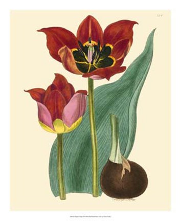 Framed Elegant Tulips II Print