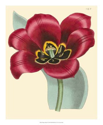 Framed Elegant Tulips IV Print