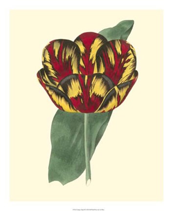 Framed Antique Tulip III Print