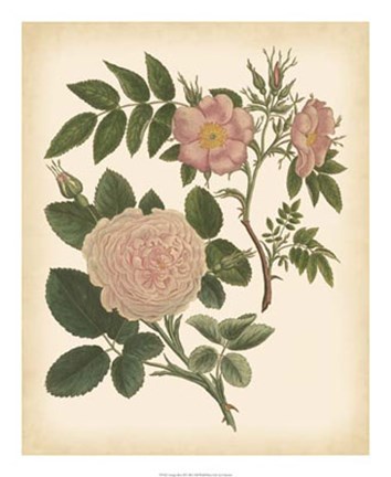 Framed Antique Rose II Print