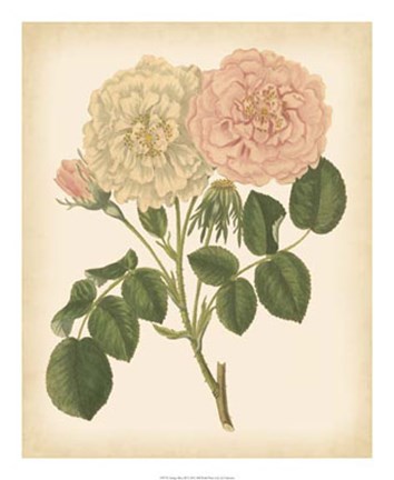 Framed Antique Rose III Print