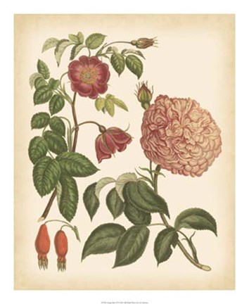 Framed Antique Rose IV Print