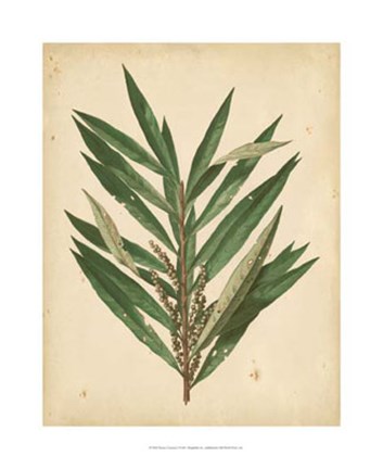 Framed Nature's Greenery I Print