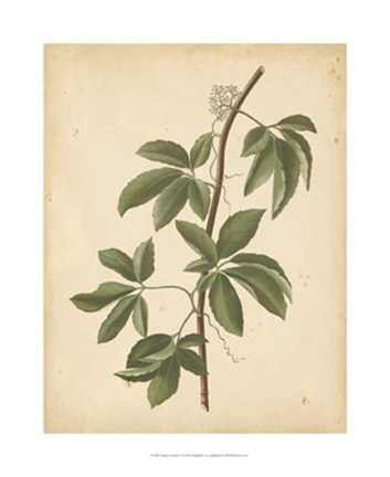 Framed Nature's Greenery IV Print