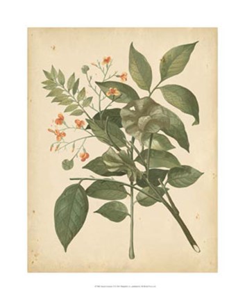 Framed Nature's Greenery VI Print