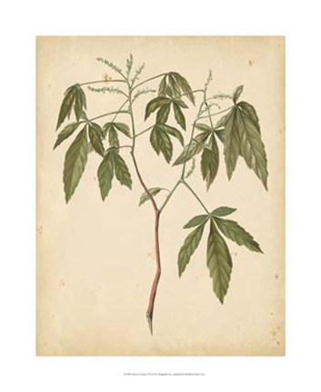 Framed Nature's Greenery VII Print