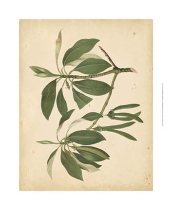 Framed Nature's Greenery IX Print