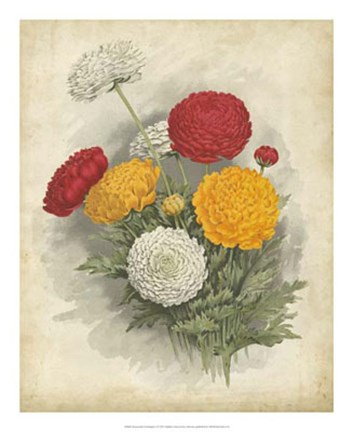 Framed Ranunculus Florilegium I Print