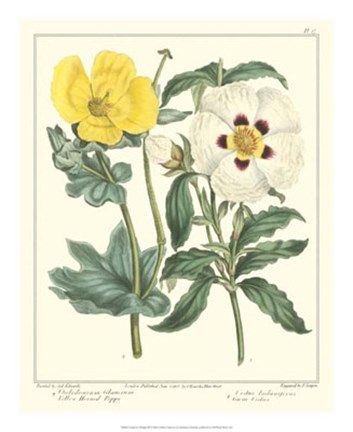 Framed Gardener&#39;s Delight III Print