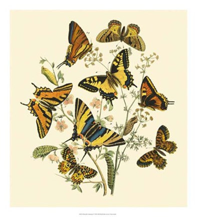Framed Butterfly Gathering I Print