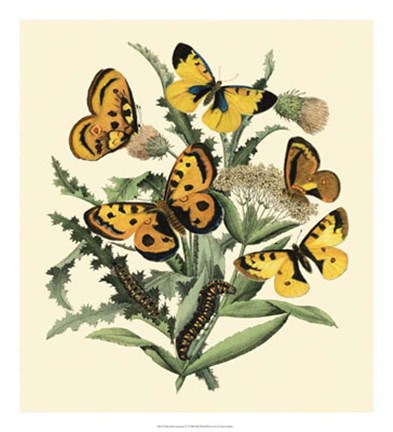 Framed Butterfly Gathering IV Print