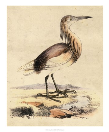 Framed Antique Heron I Print
