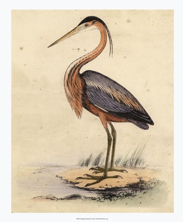 Framed Antique Heron II Print