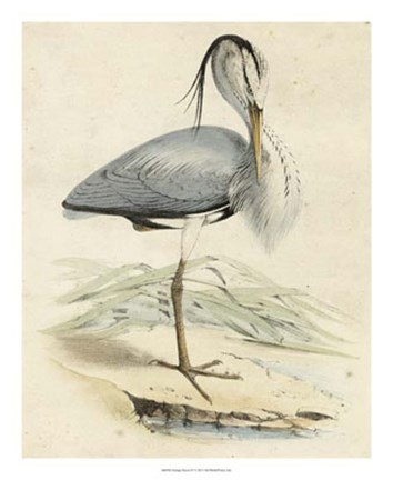 Framed Antique Heron IV Print