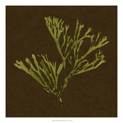 Framed Dramatic Kelp II Print