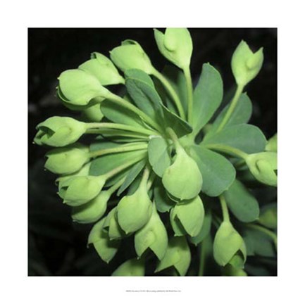 Framed Succulence I Print