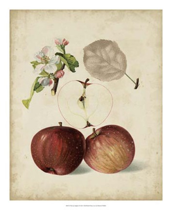 Framed Harvest Apples I Print