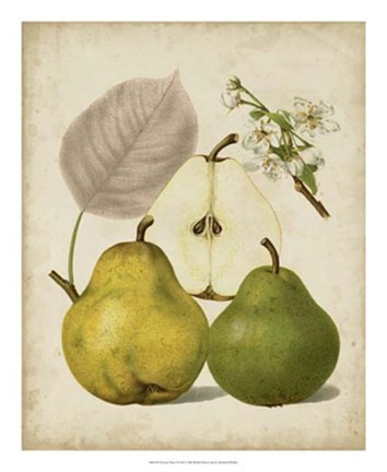Framed Harvest Pears I Print