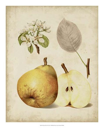 Framed Harvest Pears II Print